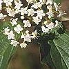 Viburnum setigerum, flowers