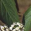 Viburnum setigerum, flowers
