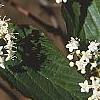 Viburnum setigerum, flowers