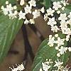 Viburnum setigerum, flowers