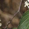 Viburnum setigerum, flowers