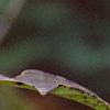 Viburnum setigerum, fruit