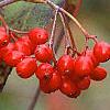 Viburnum setigerum, fruit