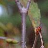Viburnum setigerum, fruit