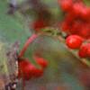 Viburnum setigerum, fruit