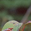 Viburnum setigerum, fruit