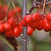 Viburnum setigerum, fruit