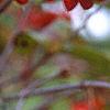Viburnum setigerum, fruit