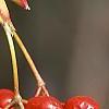 Viburnum setigerum, fruit
