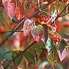 Viburnum setigerum, fruit