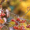Viburnum setigerum, fruit
