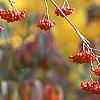Viburnum setigerum, fruit