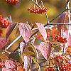 Viburnum setigerum, fruit