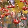 Viburnum setigerum, fruit