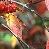 Viburnum setigerum, fall color