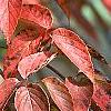 Viburnum setigerum, fall color