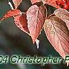 Viburnum setigerum, fall color