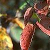 Viburnum setigerum, fall color