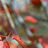 Viburnum setigerum, fall color