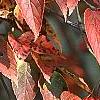 Viburnum setigerum, fall color