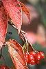 Viburnum setigerum, fall color