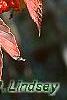Viburnum setigerum, fall color