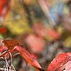 Viburnum setigerum, fall color