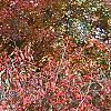Viburnum setigerum, fall color