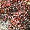 Viburnum setigerum, fall color
