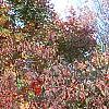 Viburnum setigerum, fall color
