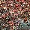 Viburnum setigerum, fall color