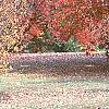 Viburnum setigerum, fall color