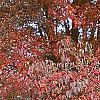 Viburnum setigerum, fall color