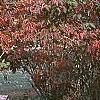 Viburnum setigerum, fall color