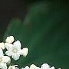 Viburnum setigerum 'Aurantiacum', flowers