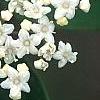Viburnum setigerum 'Aurantiacum', flowers