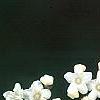 Viburnum setigerum 'Aurantiacum', flowers