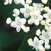 Viburnum setigerum 'Aurantiacum', flowers