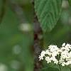Viburnum setigerum 'Aurantiacum', flowers