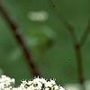Viburnum setigerum 'Aurantiacum', flowers