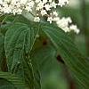Viburnum setigerum 'Aurantiacum', flowers