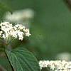 Viburnum setigerum 'Aurantiacum', flowers