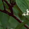 Viburnum setigerum 'Aurantiacum', flowers