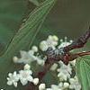 Viburnum setigerum 'Aurantiacum', flowers