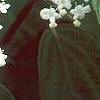 Viburnum setigerum 'Aurantiacum', flowers