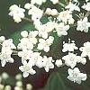 Viburnum setigerum 'Aurantiacum', flowers