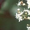 Viburnum setigerum 'Aurantiacum', flowers
