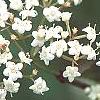 Viburnum setigerum 'Aurantiacum', flowers