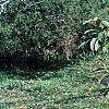 Viburnum sieboldii, habit