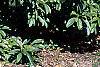 Viburnum sieboldii, habit